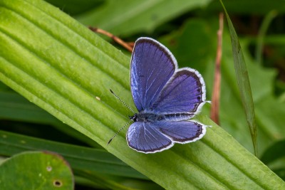 Male Short-tailed Blue