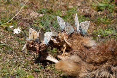 Another Chalk Hill Blue congregation on a Rabbit carcass, with a male Adonis Blue (far left)