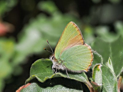 Green Hairstreak - with almost no markings!