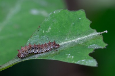 Full-grown 3rd instar White Admiral larva