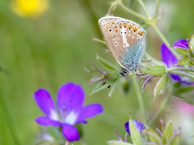 Geranium Argus - on Geranium!