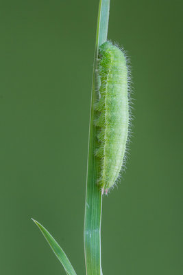 Meadow Brown - larva - Stockbridge Down - 12-May-15.jpg