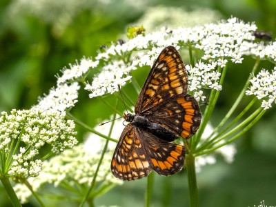 Scarce Fritillary