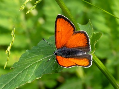 Purple-edged Copper