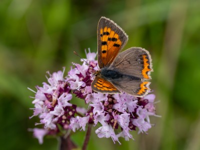 Small Copper