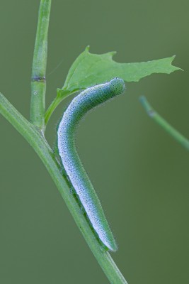 Orange-tip final instar larva