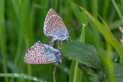 Large Blue - other - Green Down - 11-Jun-22-4.jpg