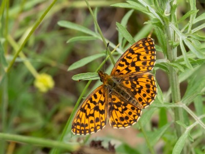 Weaver's Fritillary