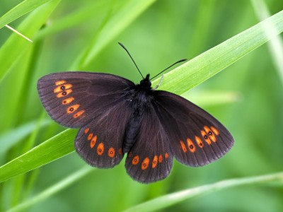 Almond-eyed Ringlet