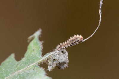 A 3rd instar larva sitting next to its 'aerial latrine'