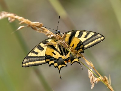 Southern Swallowtail