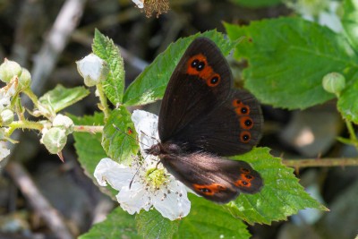 Chapman's Ringlet - the largest Erebia in Europe ... huge!