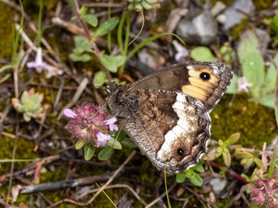 Rock Grayling