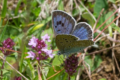 Female