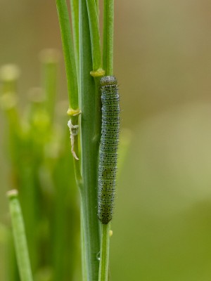 Orange-tip