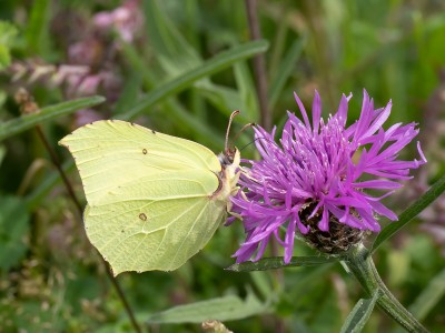 Brimstone