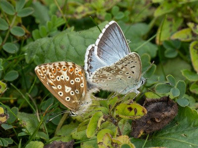 Chalk Hill Blue