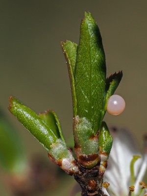 Iberian Scarce Swallowtail egg on Blackthorn