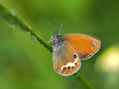 Pearly Heath