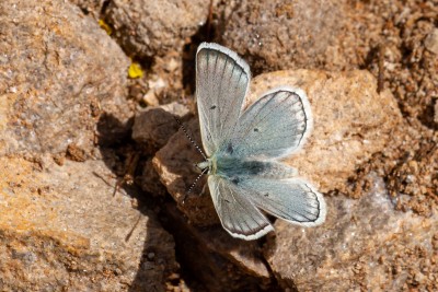 Male Gavarnie Blue - one of the specialties found here