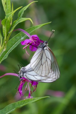 Mating Black-veined White