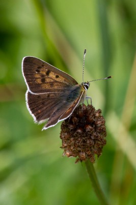 Male Sooty Copper