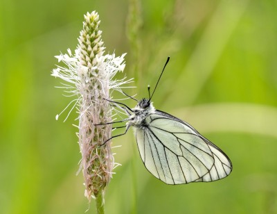 Black-veined White