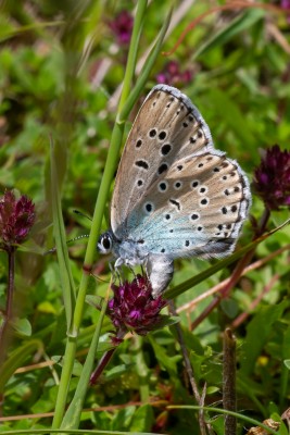 Female ovipositing