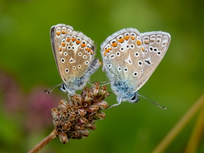 Common Blue