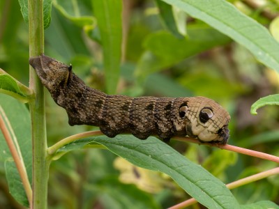 Elephant Hawk-moth.jpg