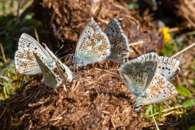 Male Chalk Hill Blue on dung