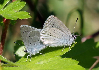 Pair of small blues