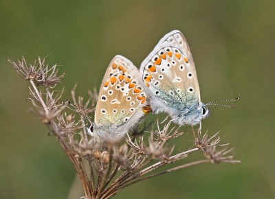 Common Blue, mating pair, Magdalen Hill Down, Winchester, Hampshire, 26th April 2020