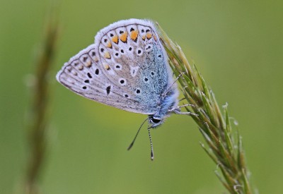 Common Blue, male, Grants Moor Path, Farnborough, Hampshire, 26th May 2017