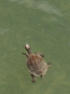European Pond Turtle, Presa del Rio Alhama, Alhama de Granada, Spain, 26th May 2016