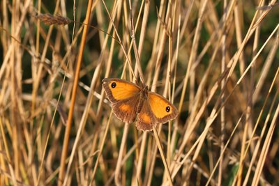 Gatekeeper, female, Lingfield Nature Reserve, 9th August 2016, soaking up the last of the evening sun at 19.57