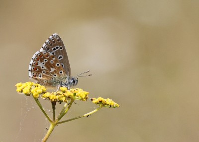 Adonis Blue, male, Winchester, Hampshire, 11th August 2020