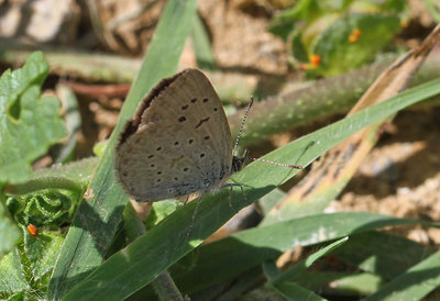 African Grass Blue, Los Romanes, Spain, 25th May 2016