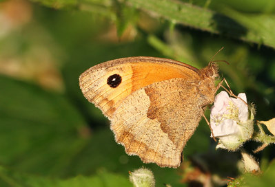 Meadow Brown, female, Lingfield Nature Reserve, 18th July 2016