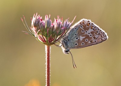 Chalk Hill Blue, male, Magdalen Hill Down, Winchester, Hampshire, 28th July 2020