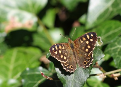 Speckled Wood, male, The Itchen Way, Winchester, Hampshire, 4th April 2020