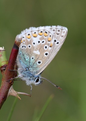 Adonis Blue, male, Wiltshire, 27th May 2017