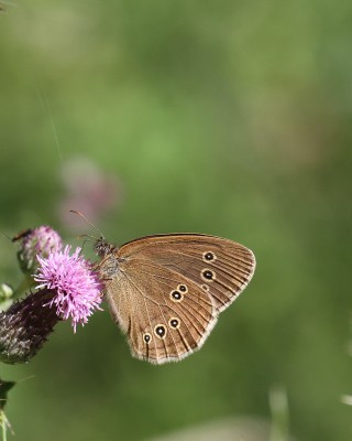 Ringlet, West Wood, Winchester, 11th July 2020