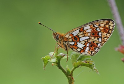 Small Pearl Bordered Fritillary, male, Bentley Wood, Wiltshire, 27th May 2017