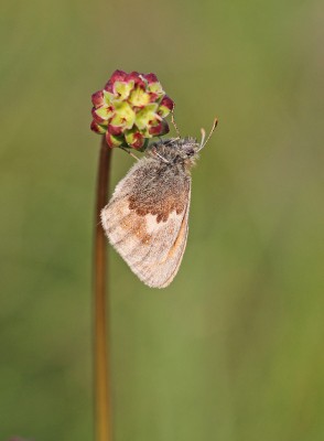 Small Heath, Magdalen Hill Down, Winchester, Hampshire, 4th May 2020