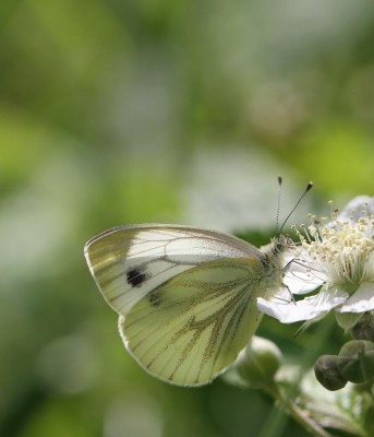 Green-veined White, female, Crab Wood, Winchester, Hampshire, 16th June 2020