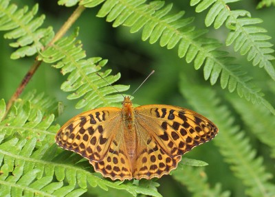 Silver-washed Fritillary, female, Chiddingfold Forest, Surrey, 25th June 2017