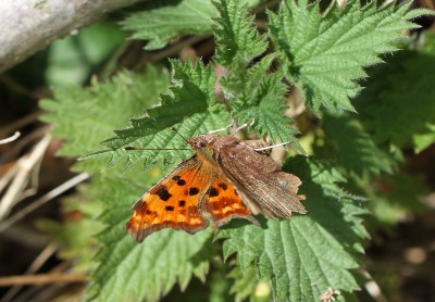 Comma, ovipositing female, The Itchen Way, Winchester, Hampshire, 5th April 2020