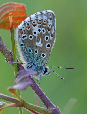 Adonis Blue, male, Denbies Hillside, Surrey, 13th May