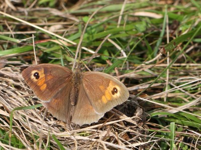 Meadow Brown, female, Denbies Hillside, Surrey, 24th September 2017